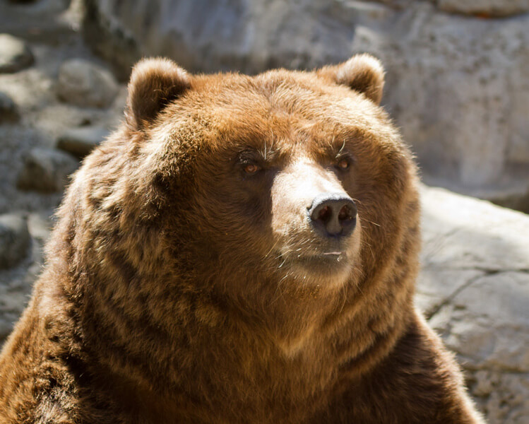 Brown Bear