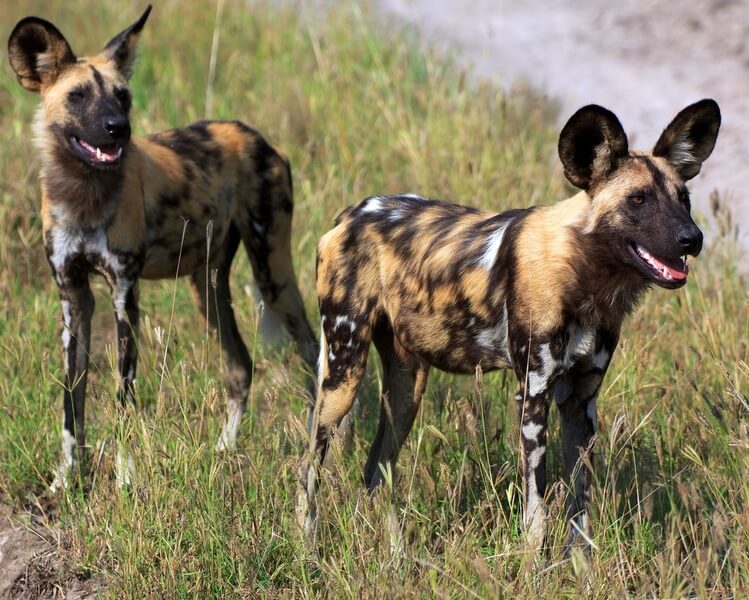 African Wild Dogs