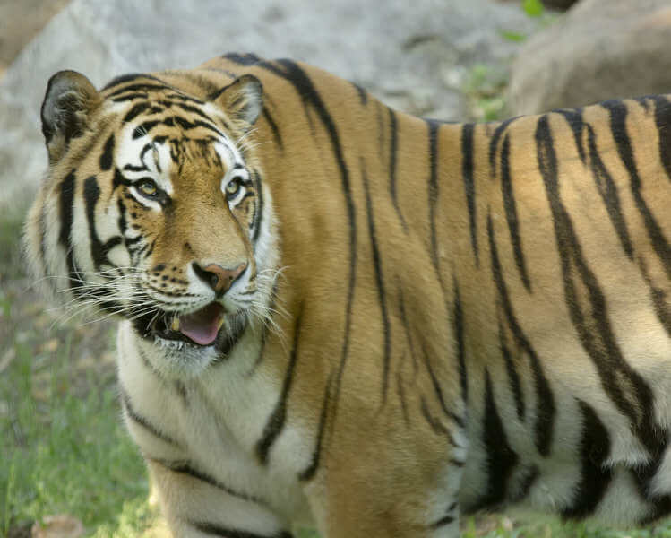 Amur Tiger