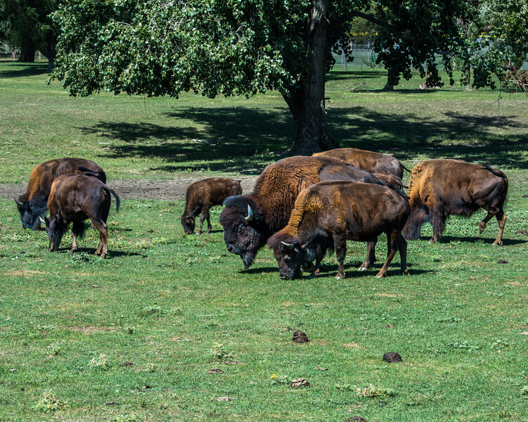 American Bison