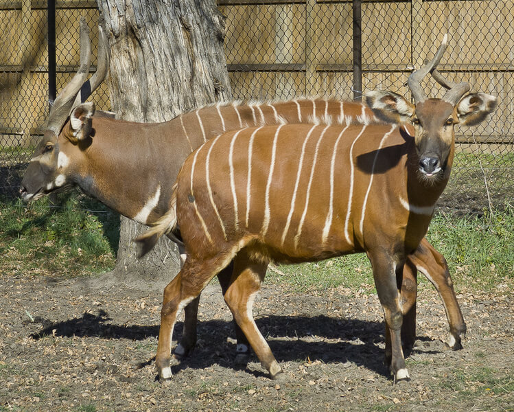 Eastern Bongo