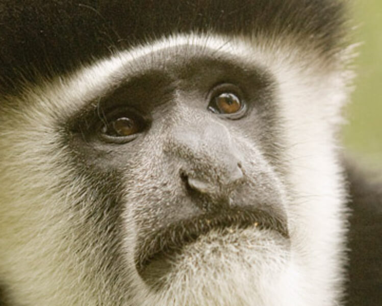 Black & White Colobus Monkey