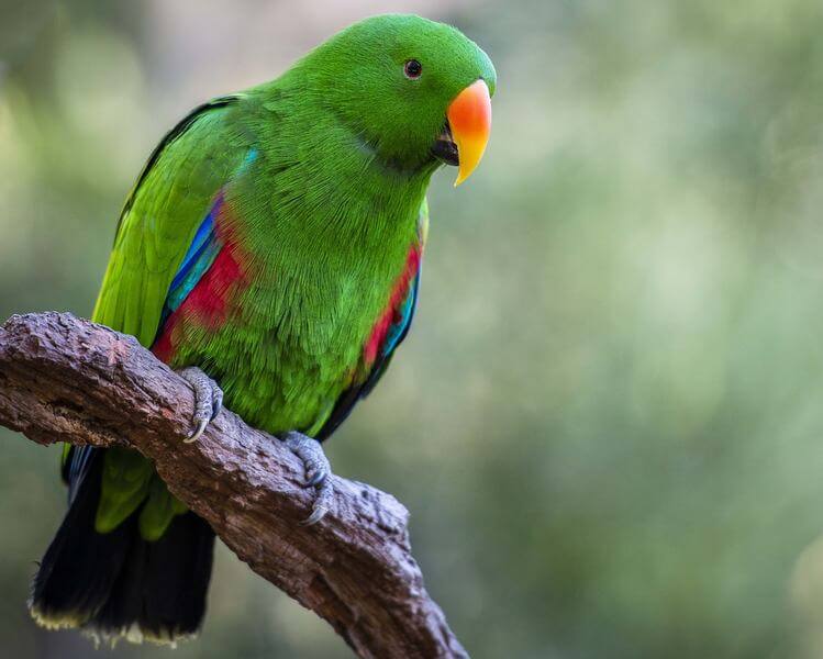 Eclectus Parrot