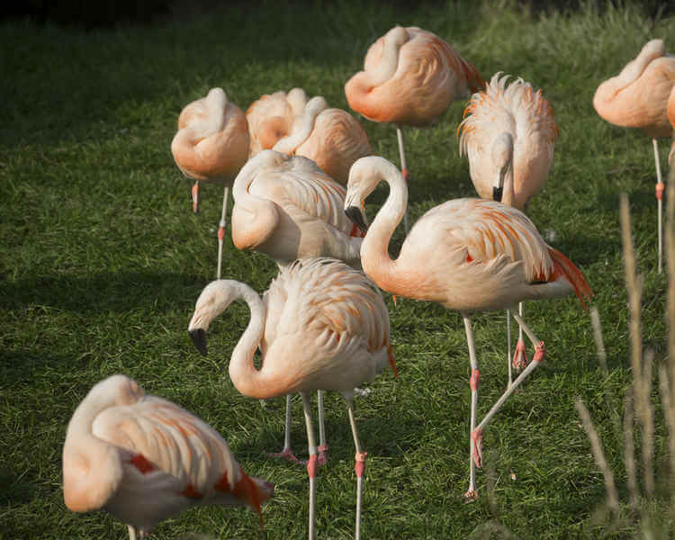 Chilean Flamingo