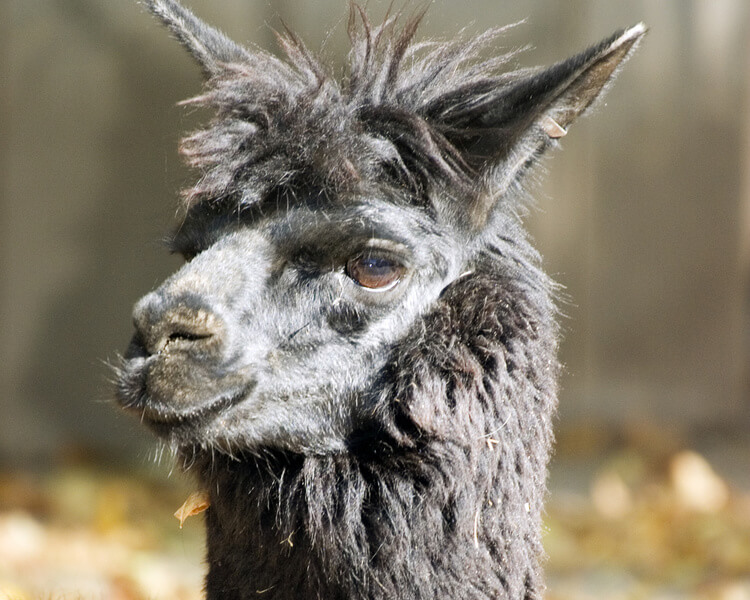 Alpaca