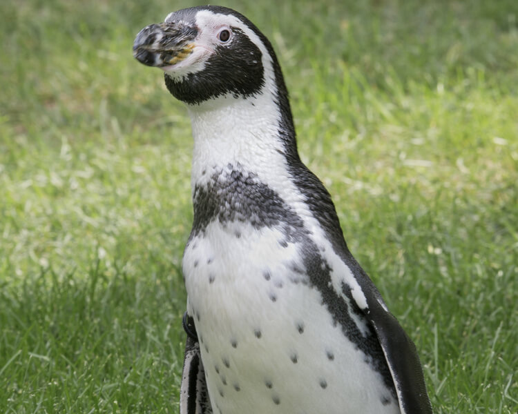 Humboldt Penguin