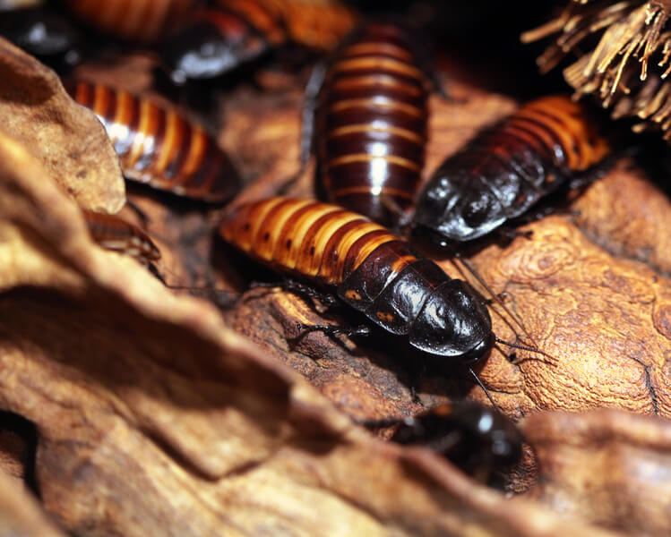 Madagascar Hissing Cockroach