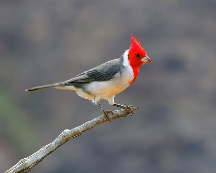 Red-Crested Cardinal