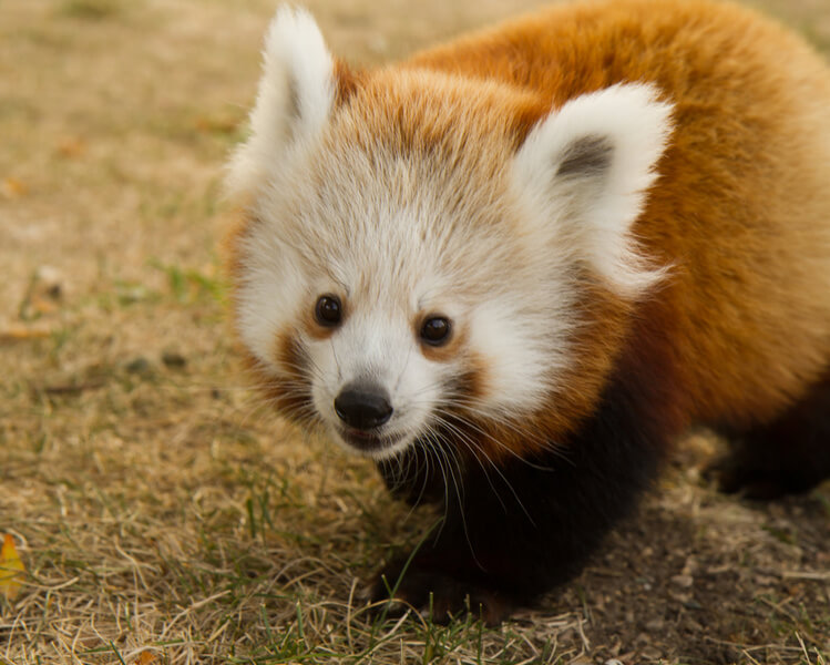 Red Panda