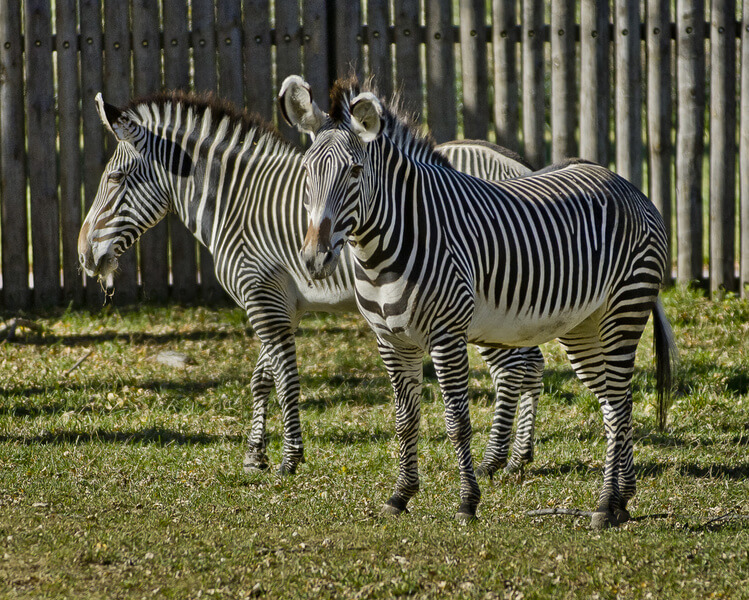 Grevy's Zebra