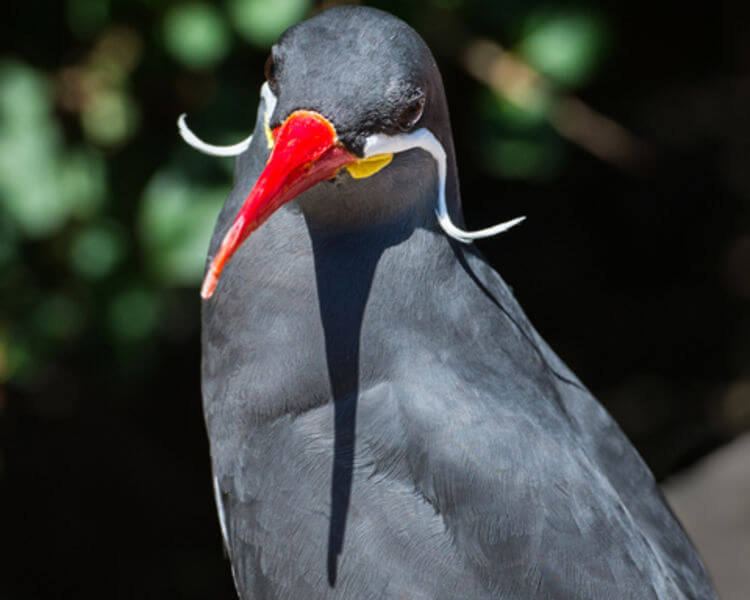 Inca Tern