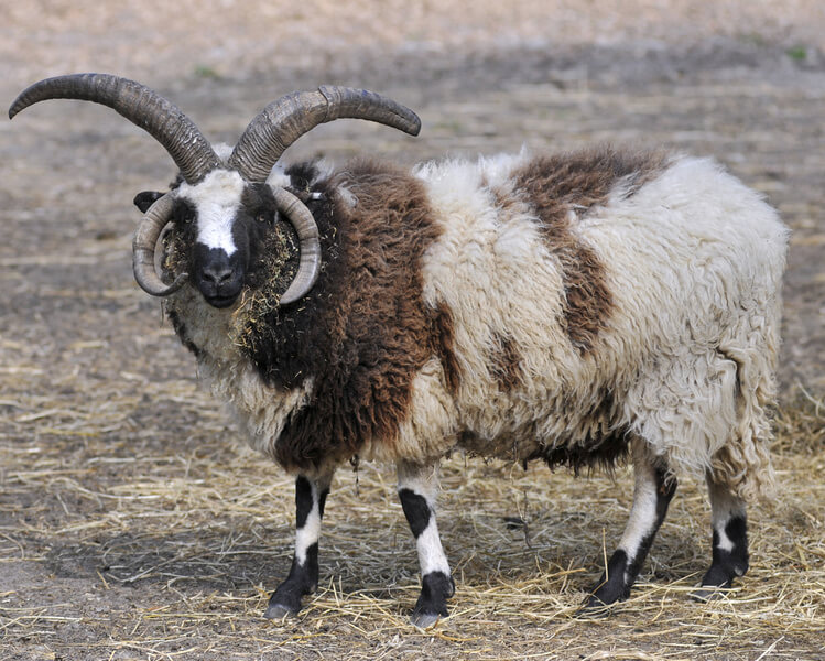 Jacob Sheep