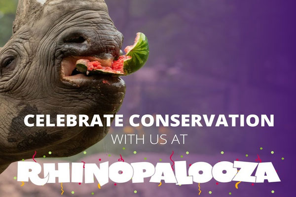 Rhinopalooza advertisment poster