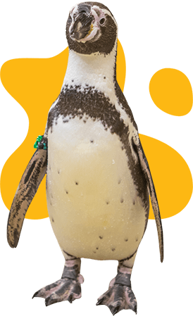 Humboldt penguin