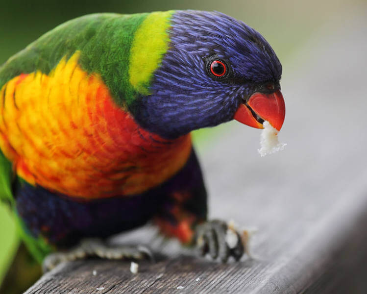 Rainbow Lorikeet