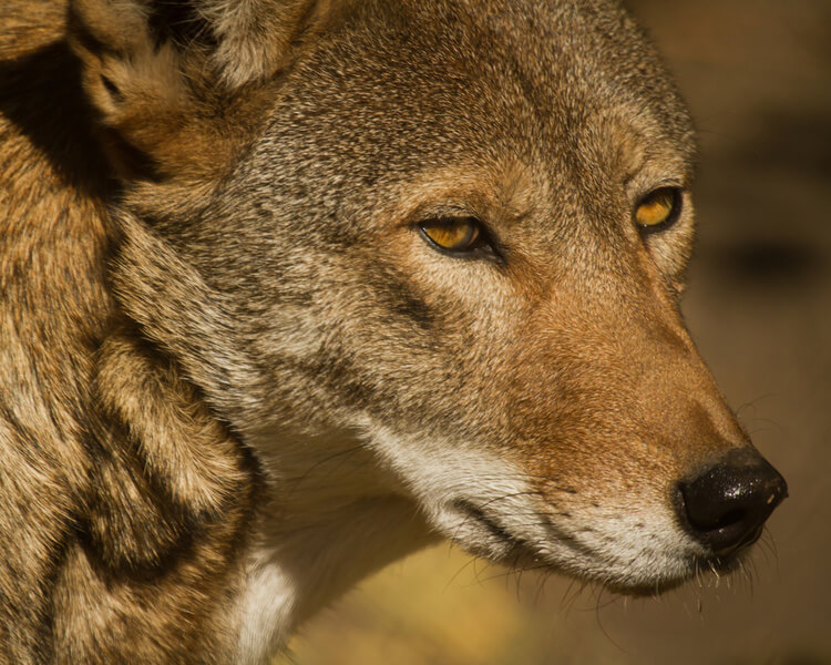 Red Wolf