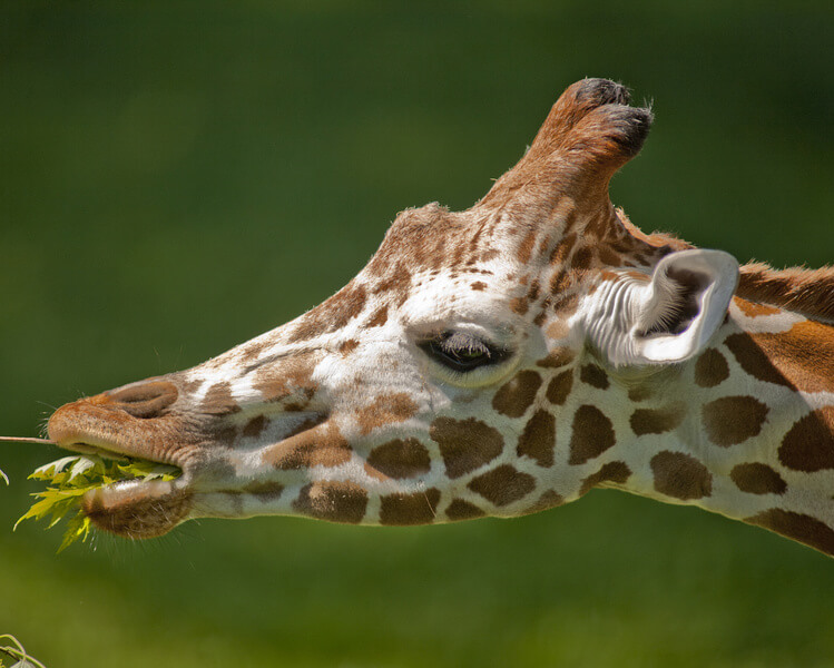 Reticulated Giraffe