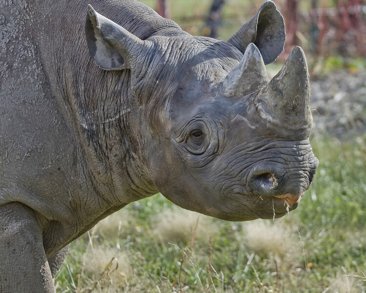 Eastern Black Rhinoceros