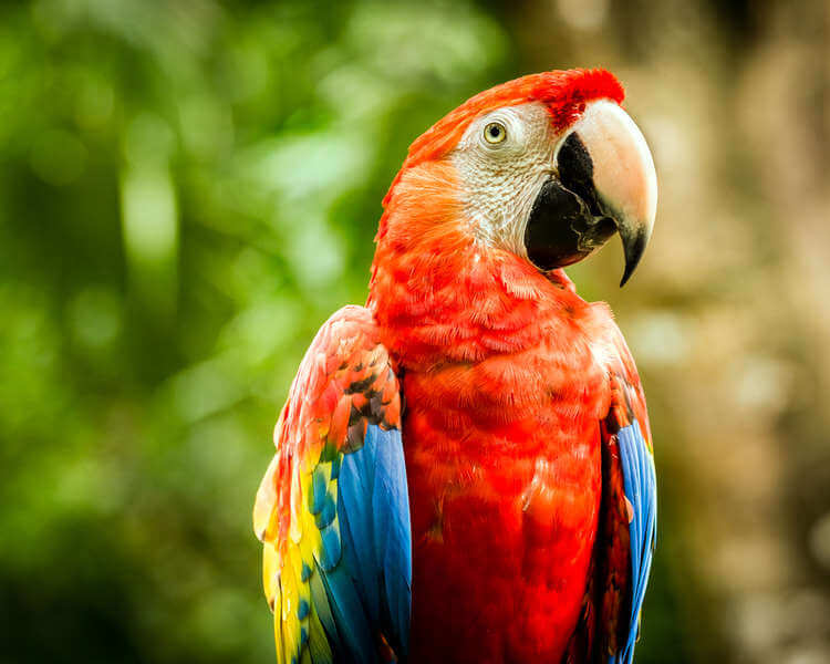 Scarlet Macaw