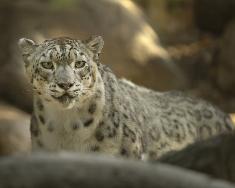 Snow Leopard