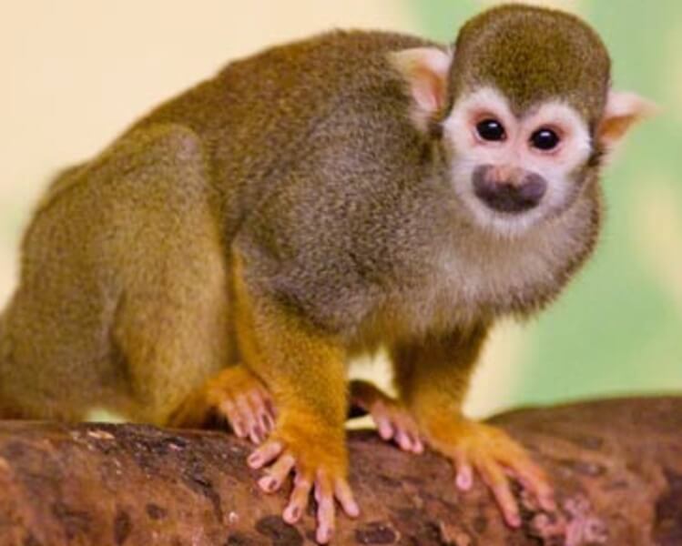 Squirrel Monkey