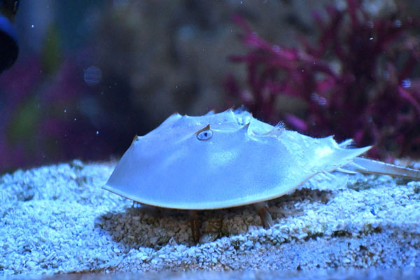 horseshoe crab