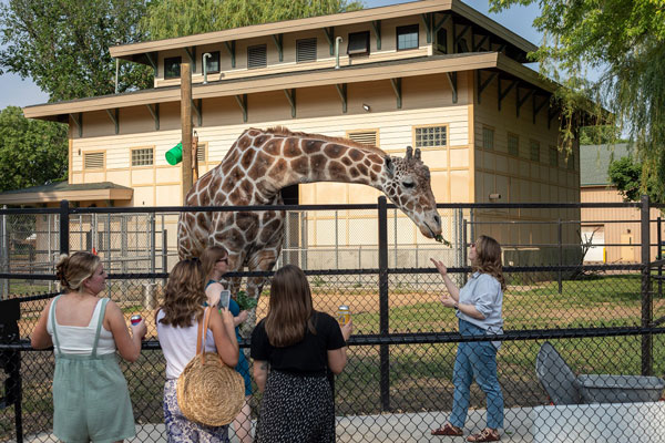 person feeding a giraffe