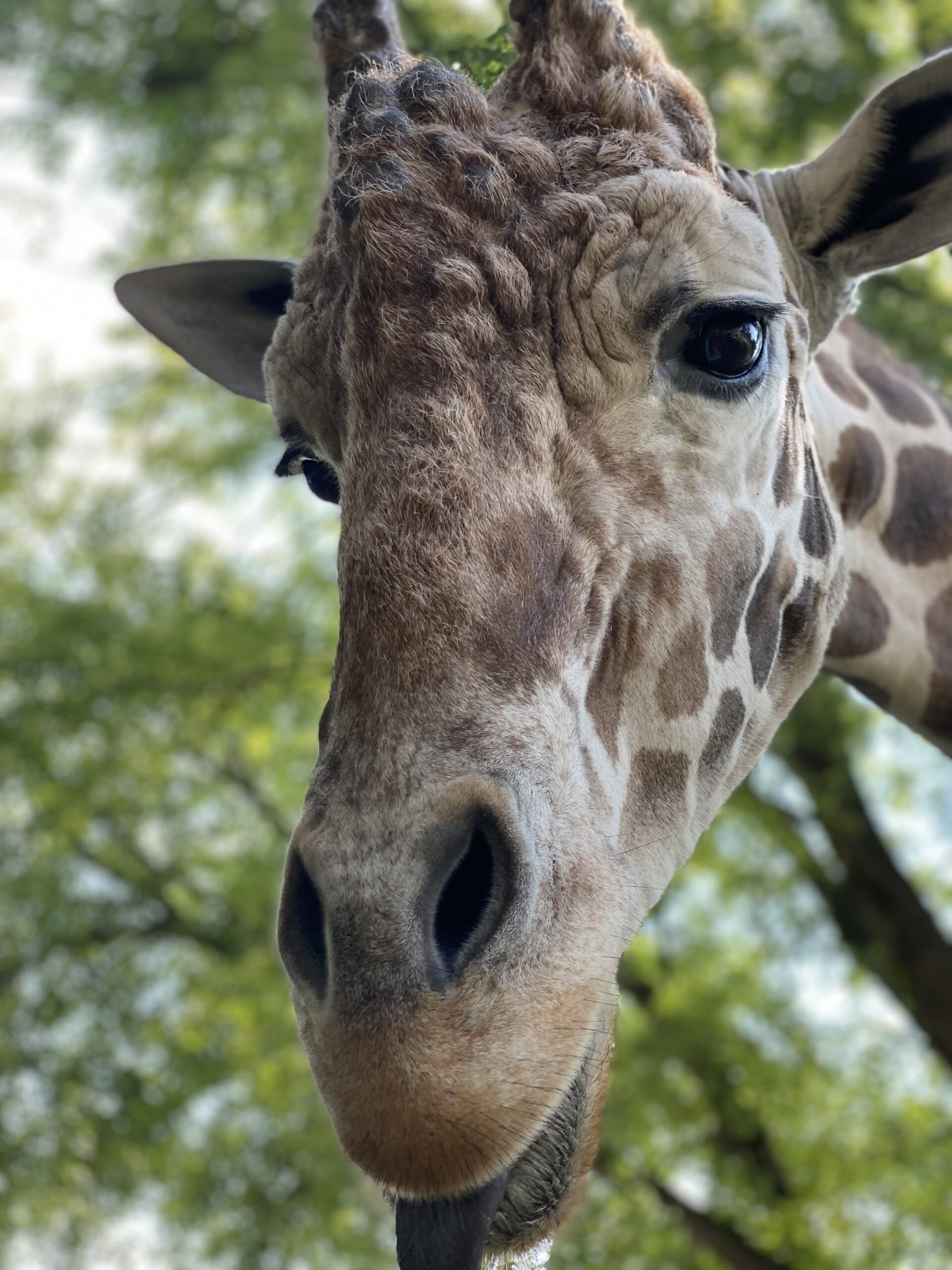 Zoo Mourns Beloved Giraffe | Sioux Falls, SD | Great Plains Zoo