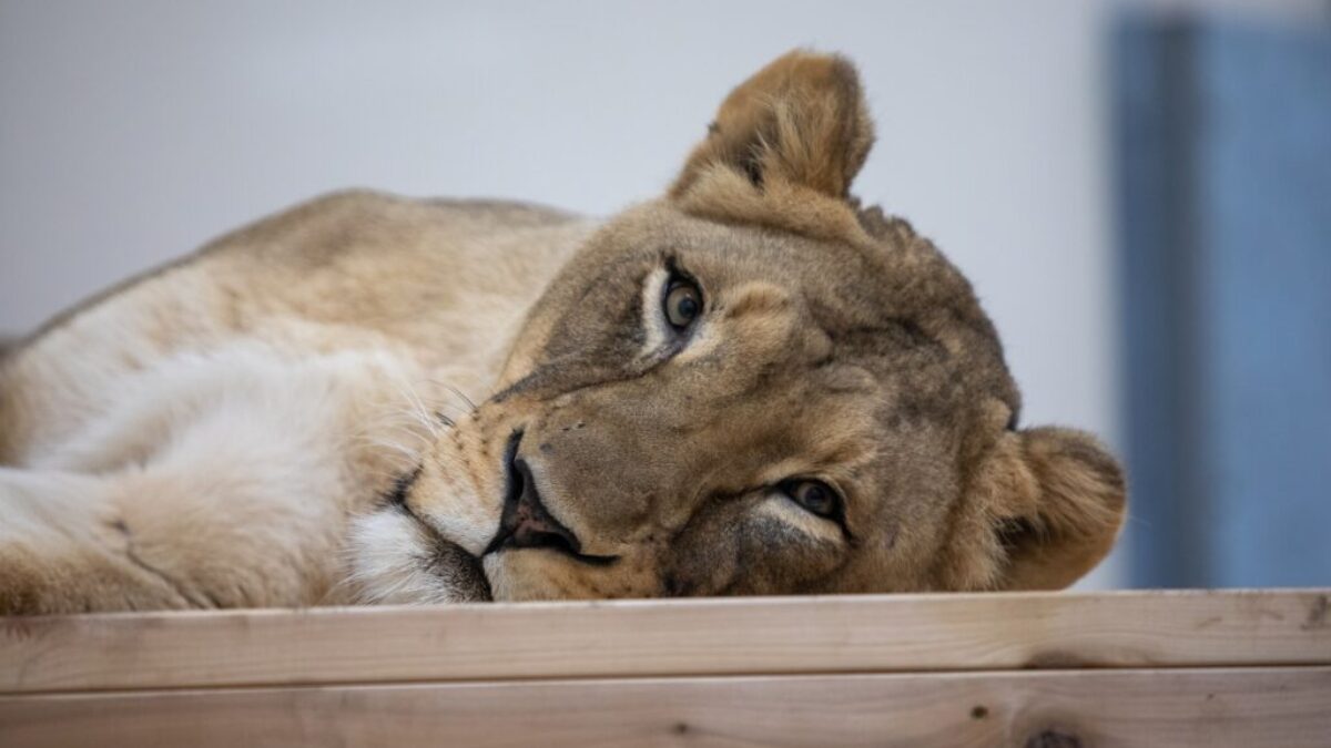 Amahle-Lion-1024x682-1200x675.jpg
