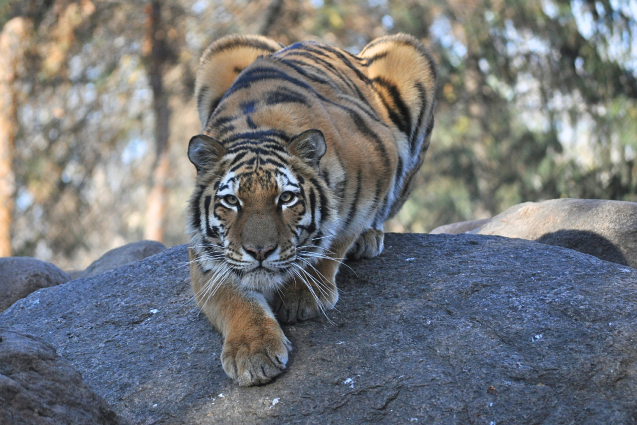 remembering-amur-tiger-callie-sioux-falls-sd-great-plains-zoo