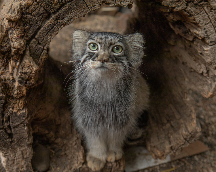 Pallas' Cat